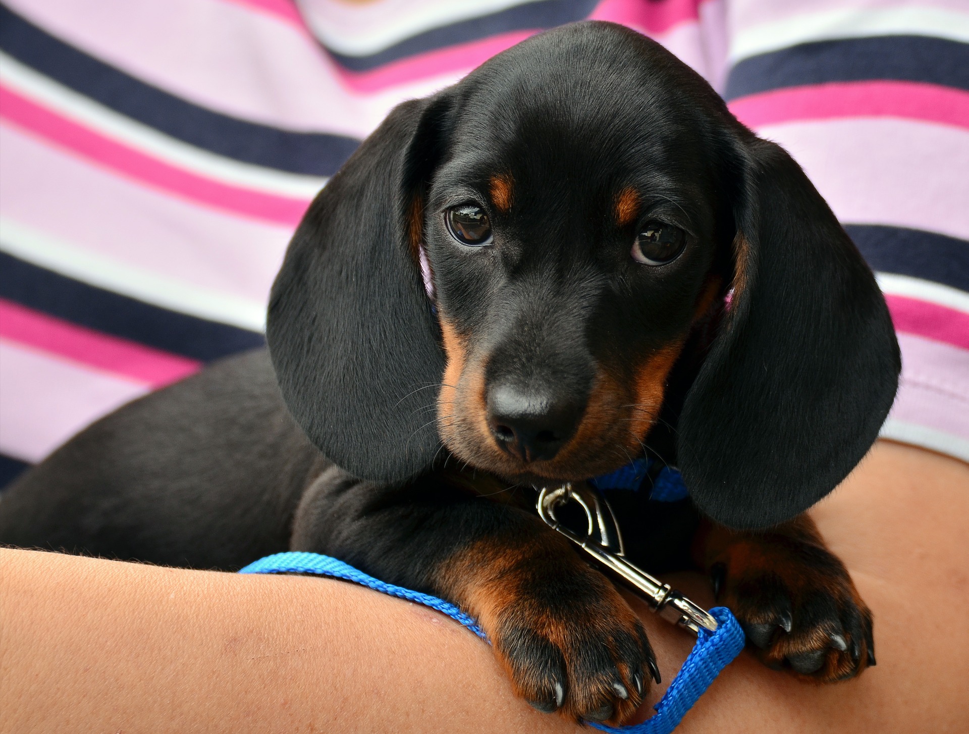 Ist der Haushund ein Fleischfresser?
